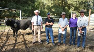 Top-priced bull, Reiland Tudor T956, with Brian Leslie, Dairy Livestock Services, Sam Lucas, Reiland Angus, with Ian, Jessica and Marcus Clarke, Ournie. Photo by Helen De Costa. 